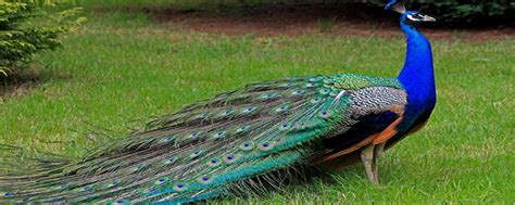 雌性孔雀的选择压力造就了雄性孔雀那奇特的尾巴吗？