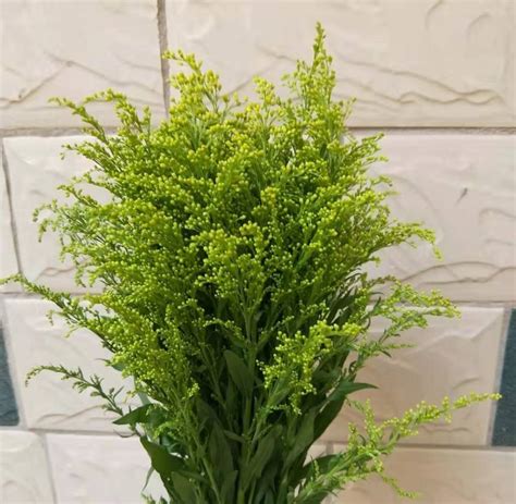 黄莺草黄莺草也叫幸福草_[标签:标题1]