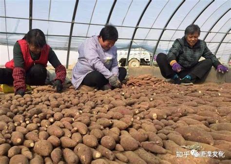红薯产业链条 助力卢龙乡村振兴 - 知乎