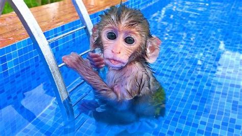 小猴子啵啵水上游泳_高清1080P在线观看平台_腾讯视频
