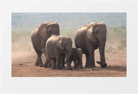 非洲大象在尘土飞扬的地面上行走实拍视频素材下载_mp4格式_熊猫办公