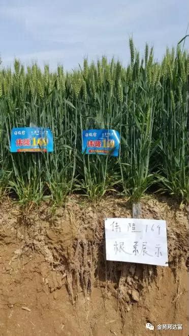 陕西富平：国审小麦伟隆169亩产764.46公斤_要闻_资讯_种业商务网