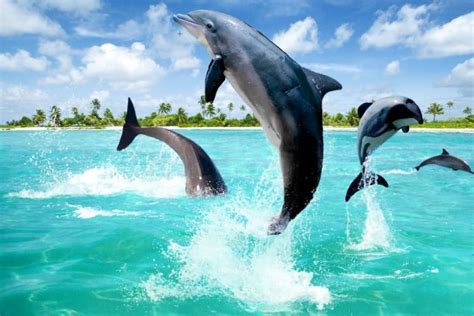 海豚如何交配？科学家：它们很变态，已经演化出了人类的特征_时候_海洋_大脑