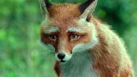 《原神》狐狸的报恩没能讲出的故事成就达成方法 狐狸的报恩怎么玩