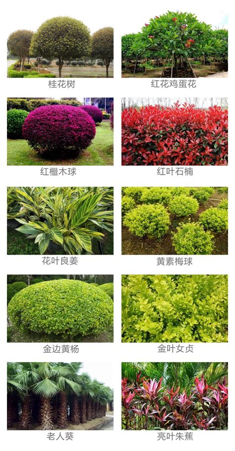 常见花灌木、乔木、花卉植物JPG图片