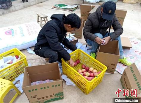 武汉高校学生帮扶果农“直播”卖苹果 10天卖出6000斤_手机新浪网