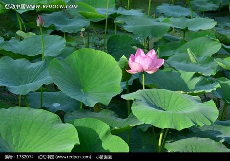 池塘中的荷叶和荷花图片高清图片下载_红动中国