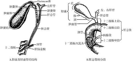 人体胆囊位置图图片