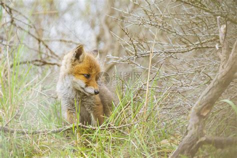 野生的年轻婴儿红狐狸幼崽vulpesvulps探索森林高清图片下载-正版图片504230004-摄图网