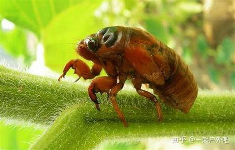 金蝉养殖技术视频、金蝉人工养殖技术（2） - 金蝉 - 蛇农网