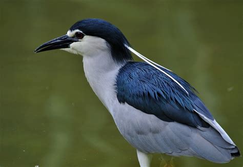 在线看“百鸟竞翔” ，了解河南野生鸟类-大河网