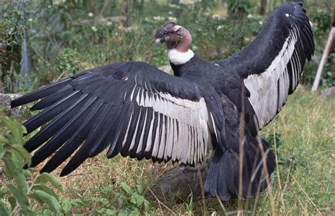 世界十大猛禽实力排名，最大的鸟类猛禽