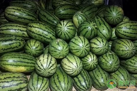 世界上最大的西瓜，土豪花10万块钱买下，重达800斤