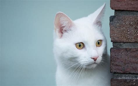 超可爱白色猫猫图片-猫猫萌图-屈阿零可爱屋
