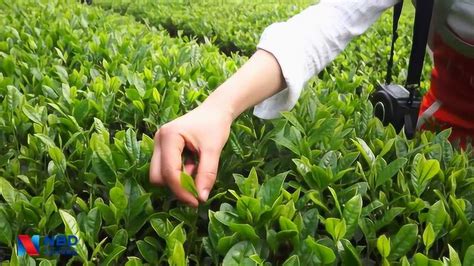 绿茶采摘、制作工艺