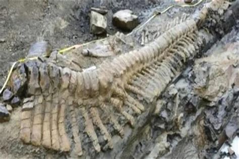 千年古墓挖出100米大蛇是真的吗：大蛇被挖伤（只是传闻）-小狼观天下