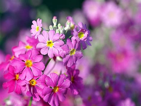 报春花的播种时间和方法-花卉百科-绿宝园林网