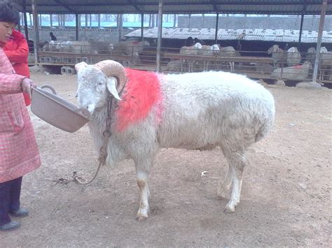 小尾寒羊价格 50-60斤肉羊黑山羊价格 山东济宁-食品商务网