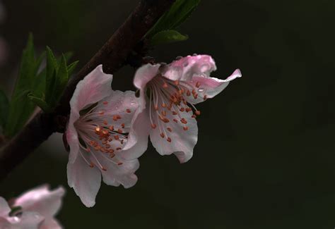 阳春三月到五月 太原植物园邀您欣赏“花花世界”-太原新闻网-太原日报社