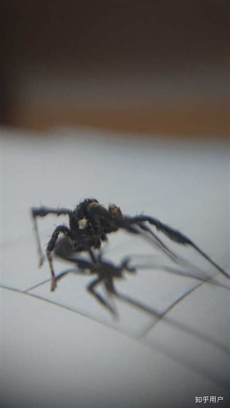 怎么养蜘蛛，注意事项有哪些 - 农敢网