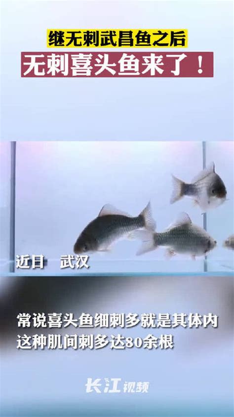 以后吃喜头鱼不用吐刺了！中科院团队创制出无刺喜头鱼|武汉市|鱼类|中科院_新浪新闻