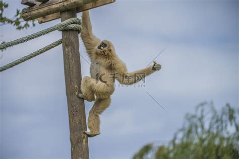 【毛猴摄影图片】动物园纪实摄影_龙之舞ggl_太平洋电脑网摄影部落