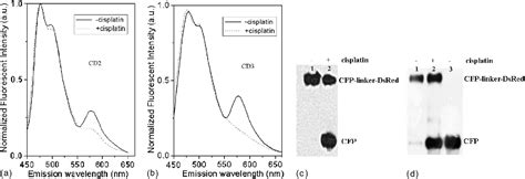 Figure 4 from Real-time detection of caspase-2 activation in a single ...
