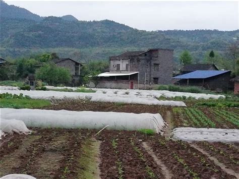 丰都麻柳村创新农业耕种技术 助推乡村振兴 - 上游新闻·汇聚向上的力量