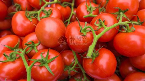 红番茄高清图片下载-正版图片304170329-摄图网