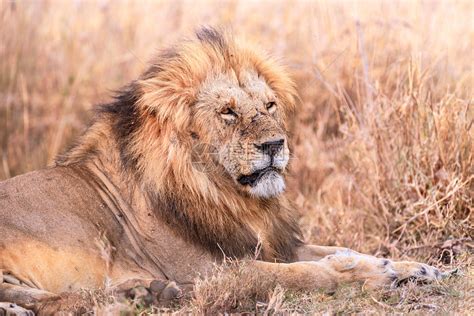 狮子图片-凶猛的非洲雄狮特写素材-高清图片-摄影照片-寻图免费打包下载