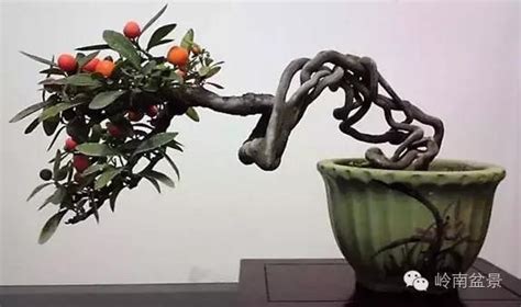 金豆盆景欣赏图片