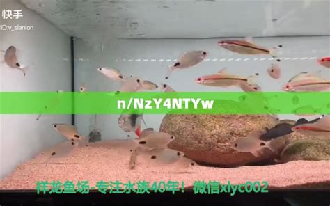 电光美人鱼的饲养方法 - 观赏鱼 - 广州观赏鱼批发市场