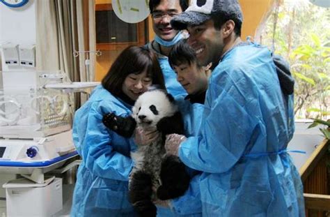 四川旅游营销新方式大熊猫在线互动直播_山东频道_凤凰网