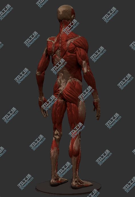 三维人体肌肉骨骼雕刻高精细模型-3D打印模型下载-3D工场 3Dworks.cn