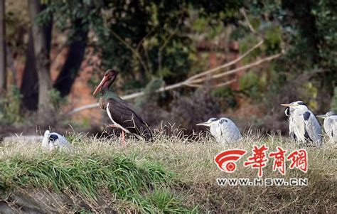江西村民捡到一只“世界上最神秘的鸟”_凤凰网视频_凤凰网