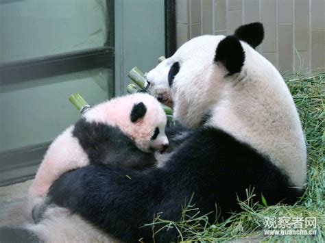 吃得好住得好 大熊猫“大美”“青青”来长沙啦-都市-长沙晚报网