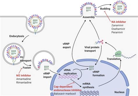 免化所研究团队受邀发表长文综述，总结新冠病毒的结构生物学研究