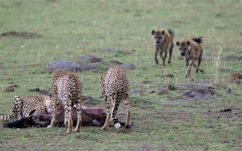花豹捕食斑马被鬣狗盯上，结果到了晚上鬣狗这行为花豹这反应！_地方