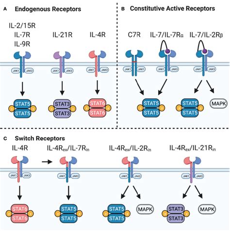 NF-κB 信号通路调节细胞因子转录 | MCE_经典_RelA_蛋白