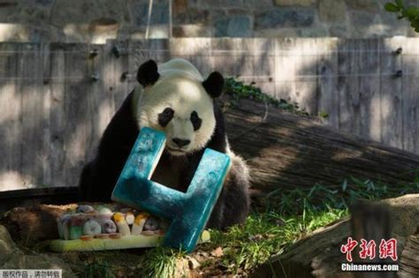 旅美大熊猫“贝贝”回家 中国驻美大使馆公使送行_新闻频道_中国青年网