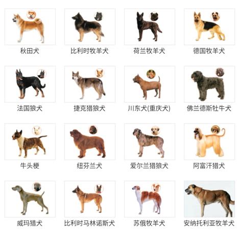 河南禁养犬只名录出炉，50类犬在禁养范围！- 郑州本地宝