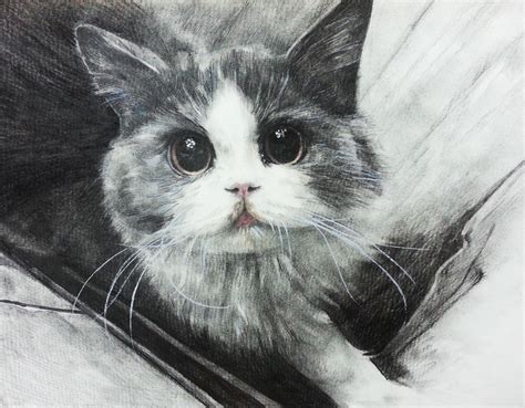 猫的素描头像图片