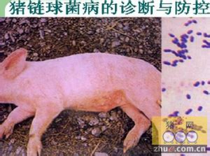 猪链球菌症状图片