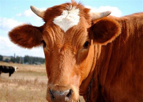 2022年中国肉牛产业发展现状分析 - 知乎