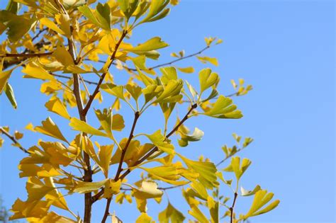 金黄和绿色扇形的银杏树叶图片(13张)_植物花卉_PS家园网