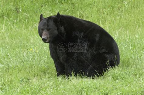 黑熊坐在绿草上色黑的坐着高清图片下载-正版图片307509605-摄图网