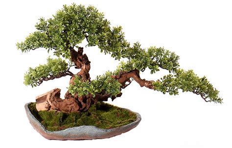 盆景迎客松图片