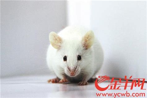 为什么用小白鼠做实验?小白鼠做实验的原因有哪些 - 科学探索 - 奇趣闻