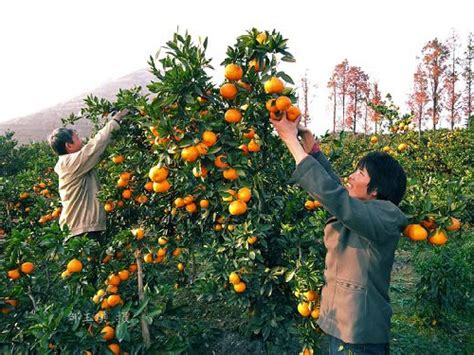 柑橘技术实践报告-苧金农业