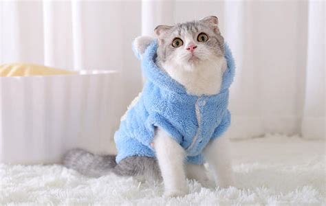 宠物摄影~猫咪咪服饰NO1_小看世界-站酷ZCOOL